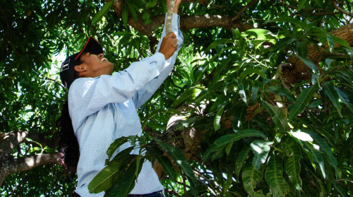 TERRA_GIS_Manual e capacitação sobre Soluções baseadas na Natureza para Adaptação sensível ao gênero